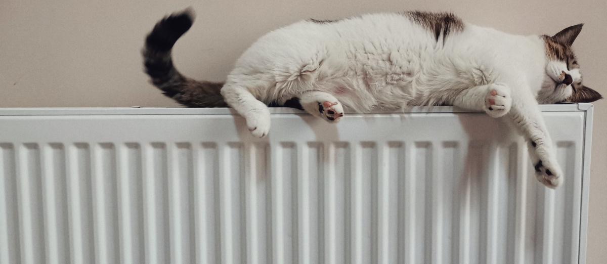 Cat on radiator